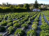 snap bean field at Villaviciosa, Spain | Part 1