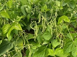 10 phenotypes of snap bean pods