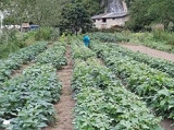 SERIDA: snap Bean field trial with organic farmer in La Cuevona, Rivadesella, Asturias, Spain , 2020