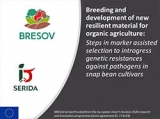 SERIDA: steps in marker assisted selection to introgress genetic resistances against pathogens in snap bean cultivars